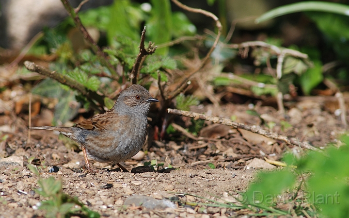 Dunnock - A.JPG - Dunnock - Gloucestershire